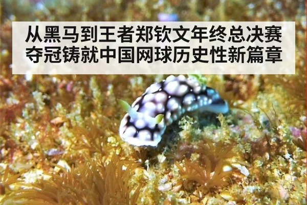 从黑马到王者郑钦文年终总决赛夺冠铸就中国网球历史性新篇章